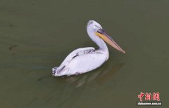 卷羽鹈鹕组队“打卡”新疆沙漠水